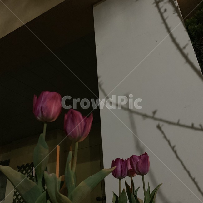 튤립,꽃,저녁,밤,나뭇가지,plant,식물,flower,blossom