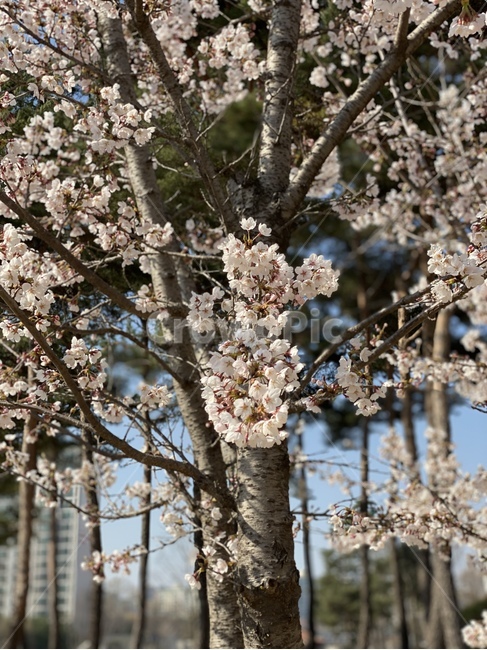 plant,식물,blossom,꽃,flower