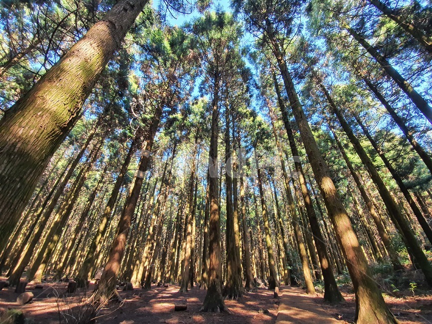 사려니숲길,숲길,울창한,나무,숲,treetrunk,tree