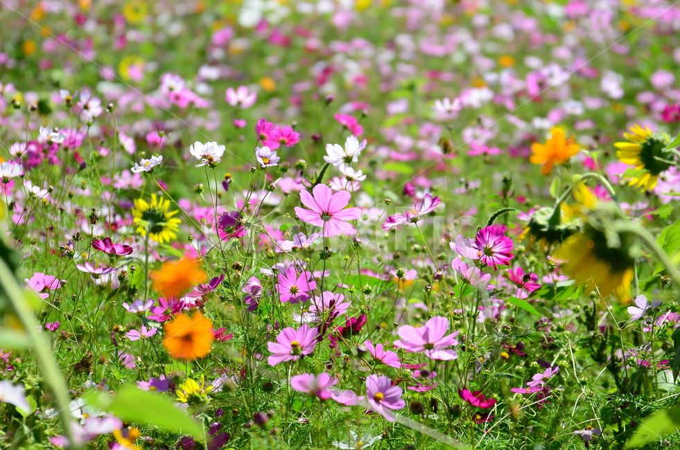 컬러,코스모스,가을,핑크,보라,식물,계절,꽃,color,cosmos,fall,pink,plant,season,보라색,purple