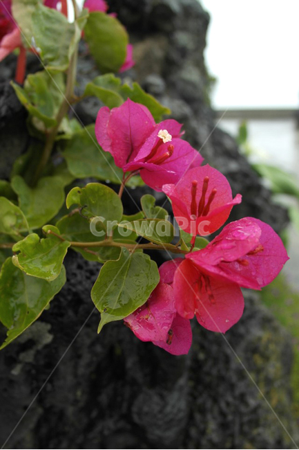 꽃,제주도,자연,비,접사,색감,느낌,감성적,식물,자연,plants,nature,꽃,flower
