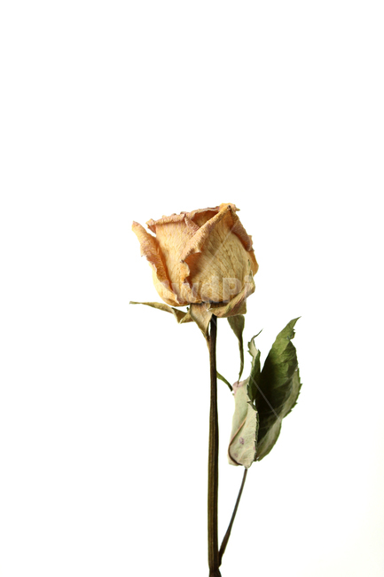 꽃,장미,로즈,장미꽃,플라워,드라이,드라이플라워,말린,말려놓은,마른,노란색,노랑,옐로우,말린장미,식물,자연,flower,dry,dried,dryflower,yellow,green,rose,줄기,dryrose,plant,nature,흰배경,잎,나뭇잎,잎사귀,leaf,꽃,flower,누끼,remove background