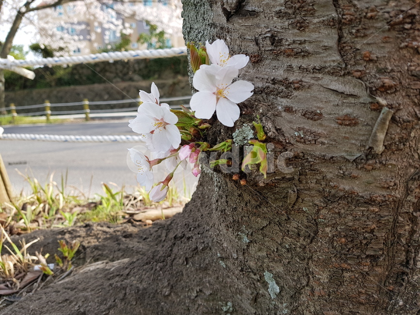 벚꽃,꽃,봄,도로,자연,cherryblossom,flower,road,nature