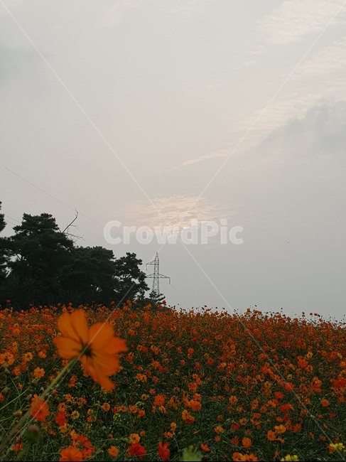 꽃,꽃밭,하늘과꽃,주황색꽃,자연,식물,자연,plants,nature,꽃,flower