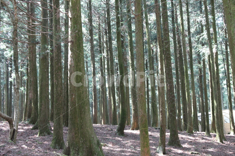 삼나무숲,절물자연휴양림,산림욕,삼나무숲길,산책로,자연,풍경,nature,landscape,제주도,jeju,jeju island,tree,나무,plant,식물,tree trunk,나무 줄기