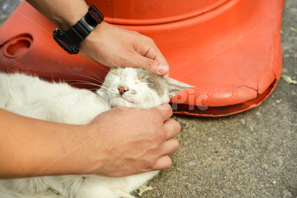 고양이,길고양이,cat,냐옹,길냥이,손길,동물,animal,포유류,mammal,고양이,cat,kitten,kitty,사람,인물,인간,human,person,신체일부,몸,body