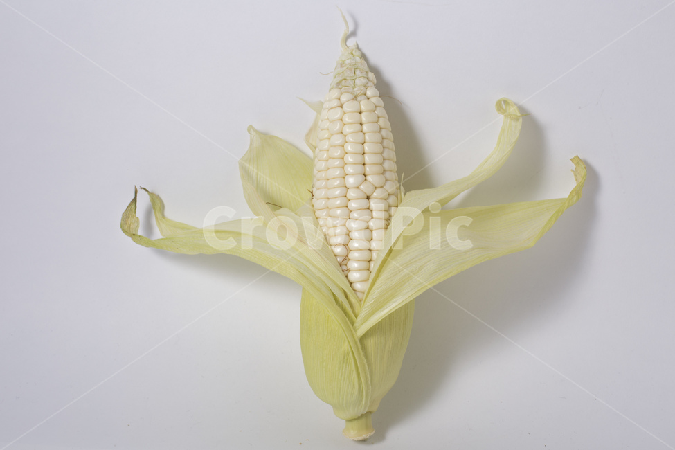 옥수수,식물,알맹이,노란색,찰옥수수,옥수수수염,콘,간식,팝콘,음식,식재료,요리,food,cook,meal,dishes,food reserves