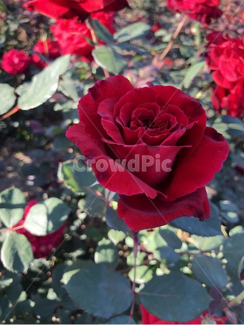 장미,오월,꽃,장미축제,장미꽃사진,식물,자연,plants,nature,꽃,flower