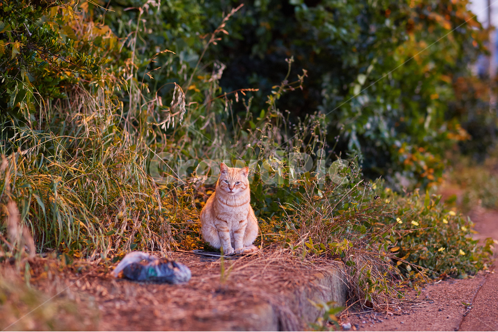 고양이,저녁,동물,노을,풀,cat,road,sidewalk,pet,animal,애완동물,일본
