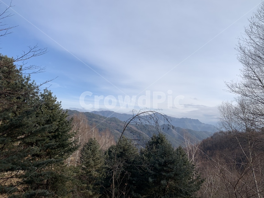 자작나무,숲,나무,하늘,tree,plant,자연,풍경,nature,landscape