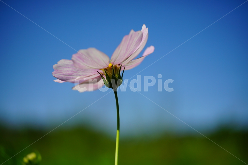 코스모스,cosmos,꽃,플라워,flower,자연,nature,식물,plants,가을,autumn,fall,9월,september,클로즈업,closeup,매크로,마크로,macro,접사,꽃사진,가을꽃,가을,계절,fall,autumn,season,식물,자연,plants,nature,꽃,flower,plant