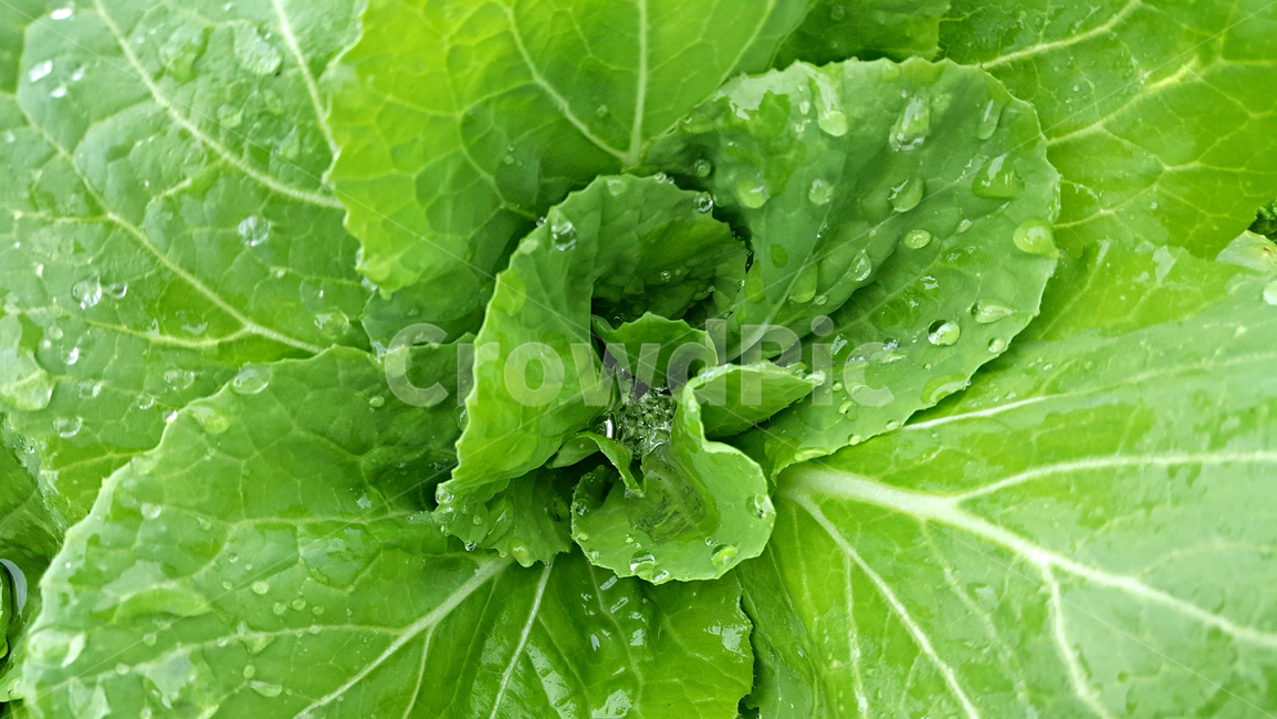 봄동,빗방울,물방울,채소,야채,plant,식물