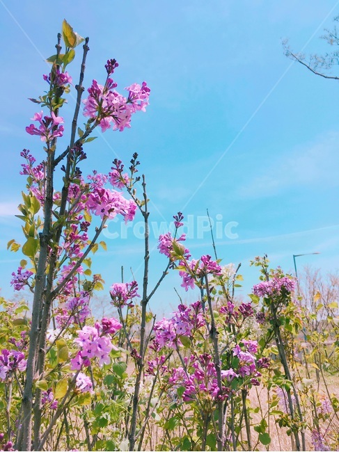 보라색,보라색꽃,꽃,작은꽃,풀