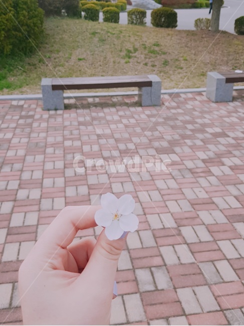 꽃,벚꽃,공원,손,벤치,분홍꽃,사람,인물,인간,human,person,신체일부,몸,body