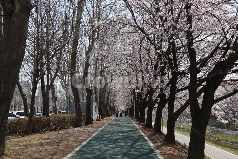 산책길,벚꽃,벚꽃나무,꽃,나무,plant,식물,flower,blossom