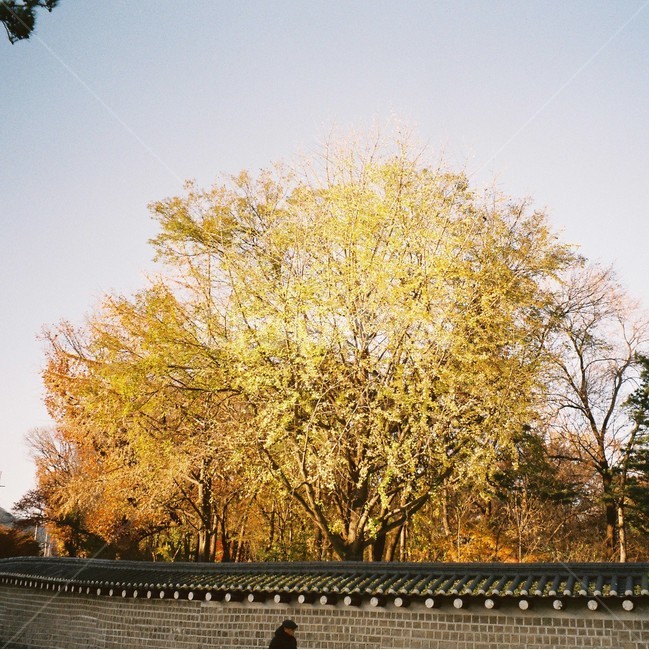자연,가을,아날로그,감성,단풍,은행,식물,분위기,고즈넉함,가을,계절,fall,autumn,season,한국전통,한국문화,korean traditional,korean culture,식물,자연,plants,nature,나무,trees,wood,tree,plant
