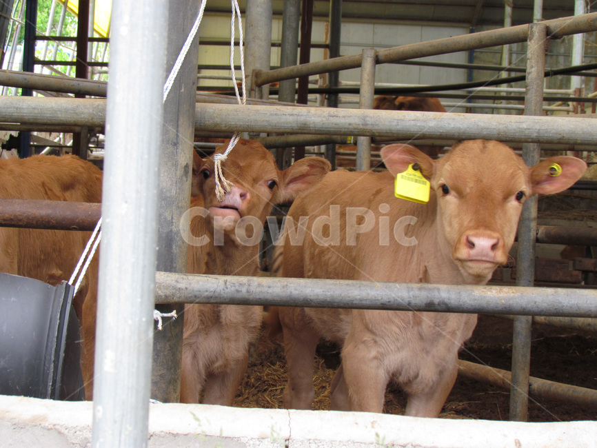 cattle,가축,mammal,포유류,animal,동물,cow,소,한우,송아지,소우리,송아지우리,동물,animal,포유류,mammal,목축업,목장,livestock farming,ranching,pasture