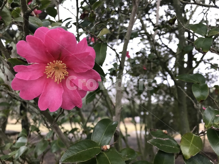동백꽃,제주도동백꽃,꽃,flower,분홍꽃,식물