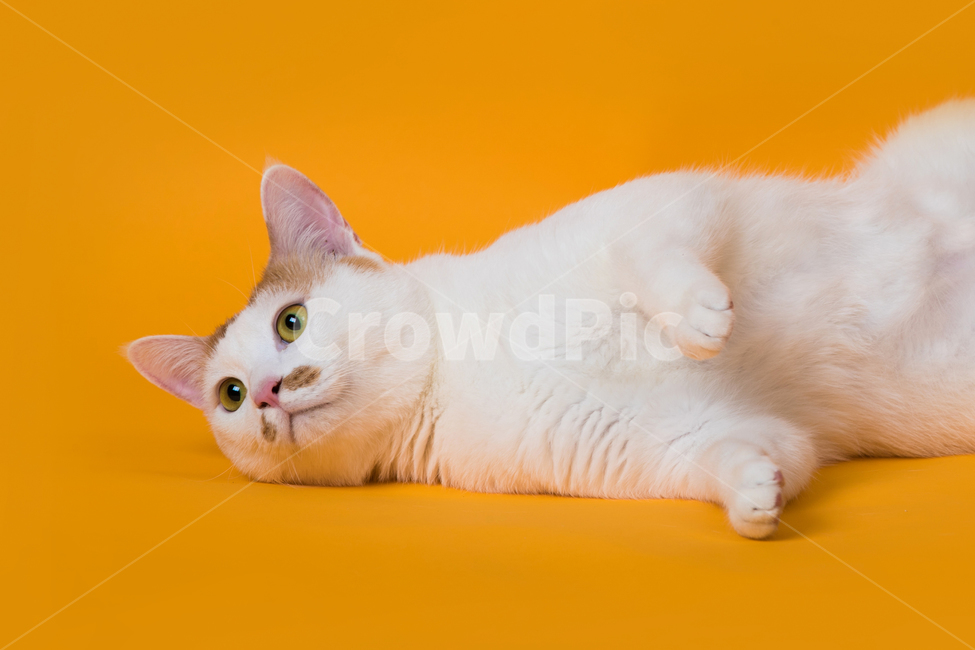 고양이,하얀고양이,귀여운,누워있는,노랑배경지,배경지,노란,노랑,옐로우,오렌지,색,백그라운드,주시하는,앙증맞은,흰색,반점,클로즈업,캣,배경,쳐다보는,바라보는,편안한,모습,예쁜,큐트,바닥,실내,컬러,색감,색채,색깔,한마리,코,동물,animal,포유류,mammal,고양이,cat,kitten,kitty,색깔,색상,색채,색감,color sense,color sensitivity,feeling of color,누끼,remove background