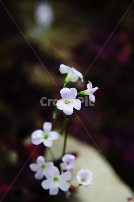 꽃,야생화,봄,봄꽃,식물,자연,식물,자연,plants,nature,꽃,flower