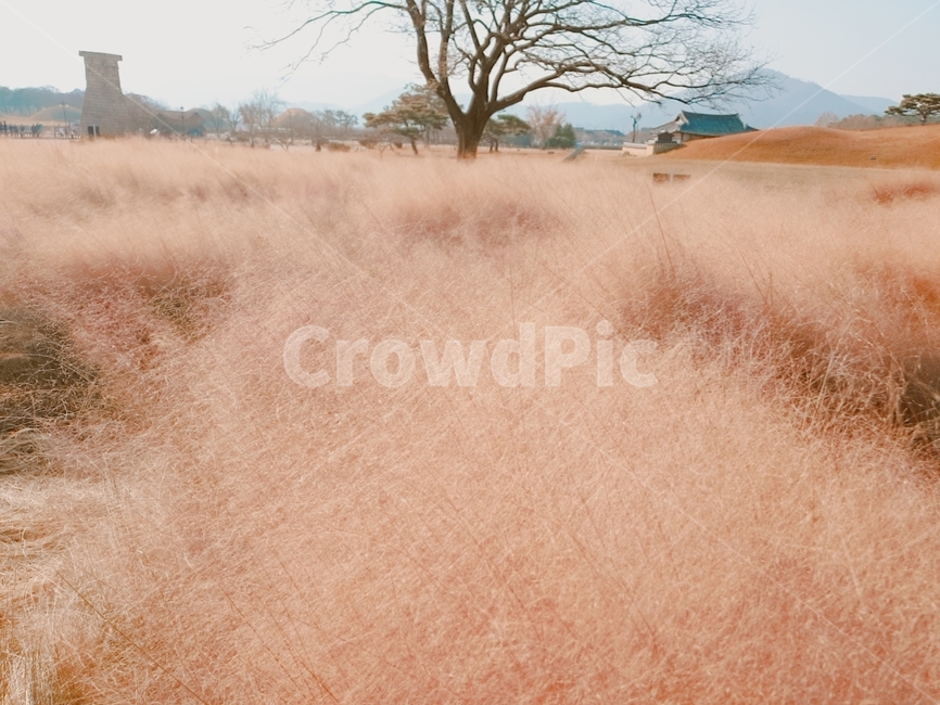 핑크뮬리,핑크핑크,핑크밭,경주,핑크,자연,plants,식물,nature
