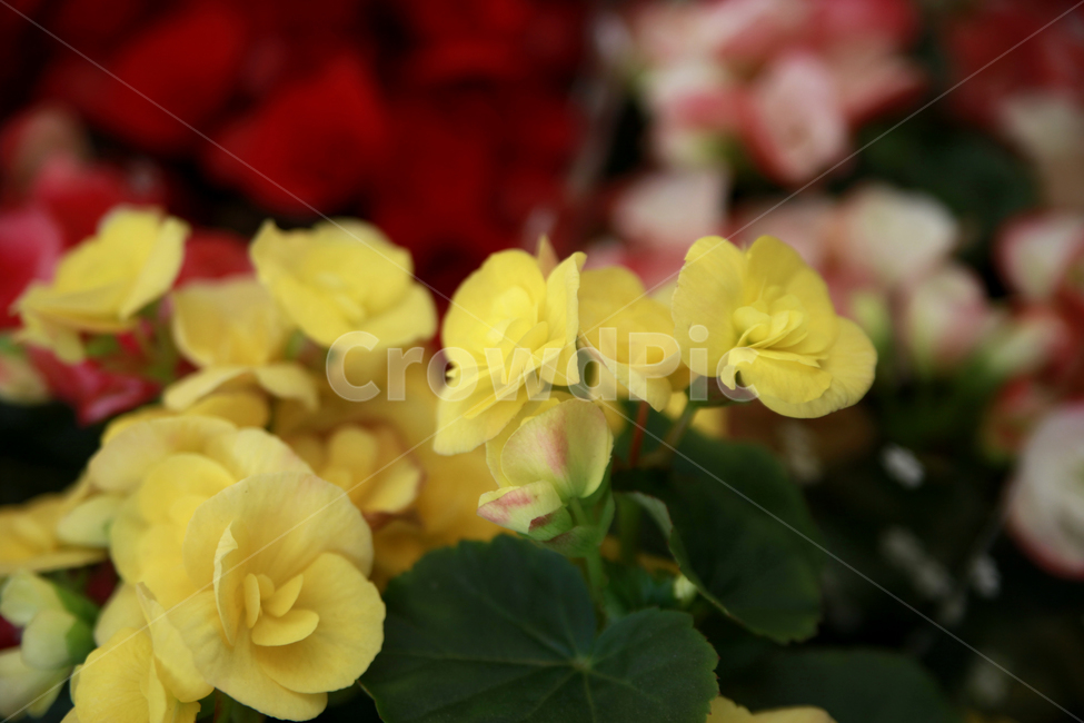 봄꽃,꽃,아름다움,봄소식,식물,클로즈업,식물,자연,plants,nature,꽃,flower