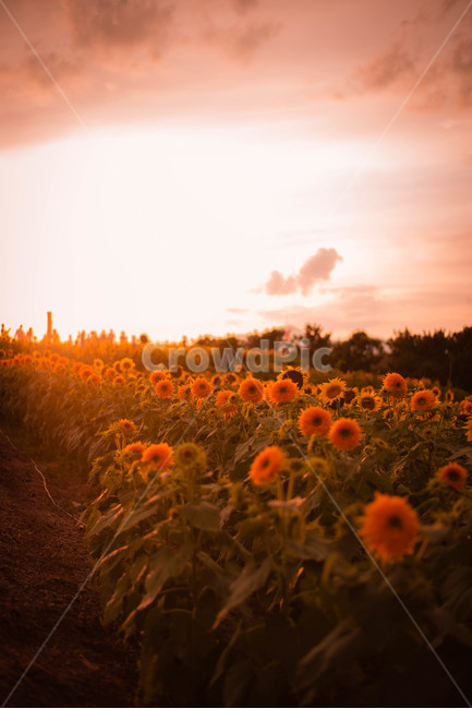 해바라기,일몰,꽃,여름꽃,노을,식물,자연,plants,nature,꽃,flower