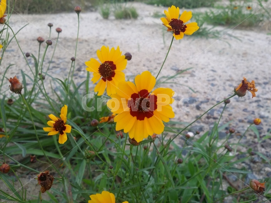 꽃,들꽃,식물,자연,생명력,나무