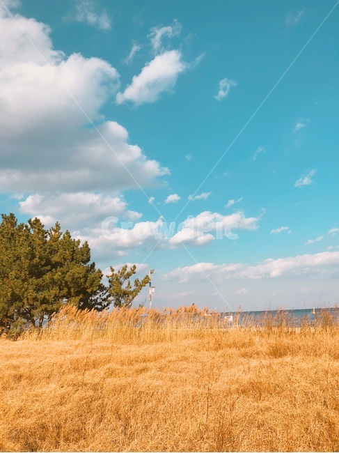 가을,가을하늘,들판,푸른하늘,경치,자연,풍경,nature,landscape,outdoors,옥외,field,들,grassland,목초지,savanna,대초원