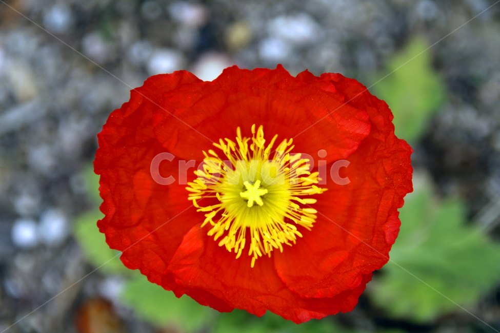 plant,식물,꽃,flower,blossom,식물,자연,plants,nature,꽃,flower