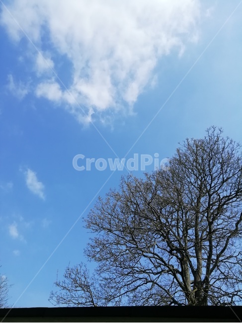 tree,나무,plant,식물,outdoors,옥외,하늘,sky