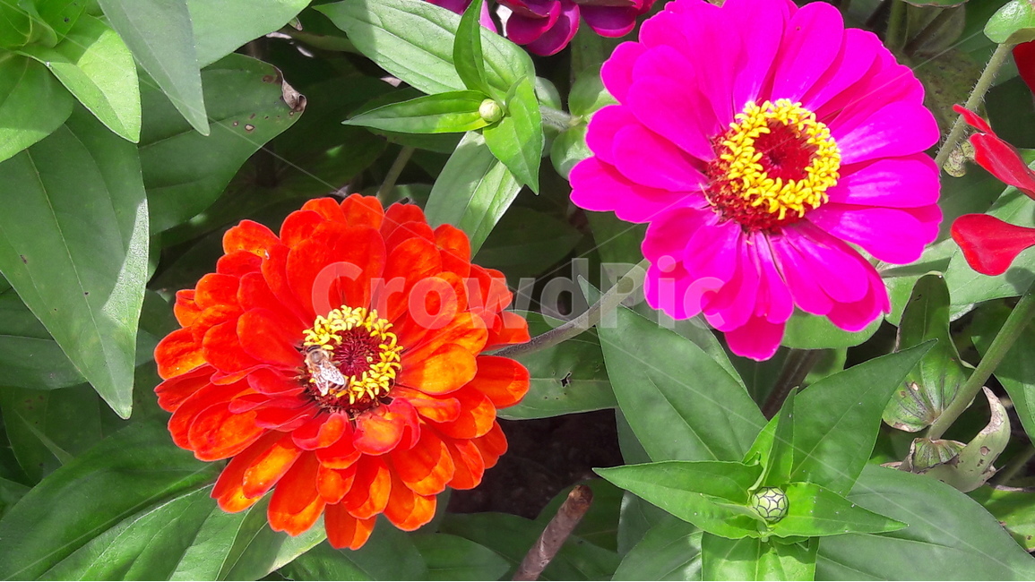 백일홍,꽃,국화과,행복,백일초,식물,자연,plants,nature,꽃,flower