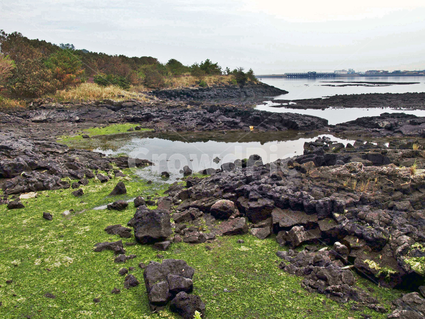 내수면,늪지대,올레2코스,제주,서귀포시,보,둑,자연,풍경,nature,landscape,한국자연풍경,한국자연경관,korea nature landscape,제주도,jeju,jeju island