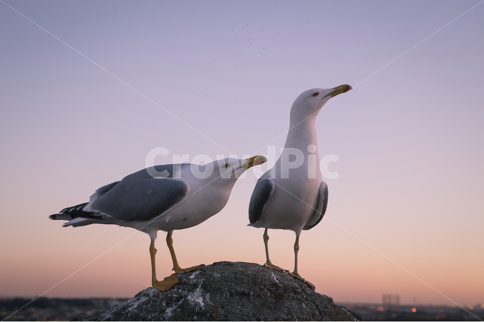 동물,새,갈매기,조류,일몰,동물,animal,조류,새,birds