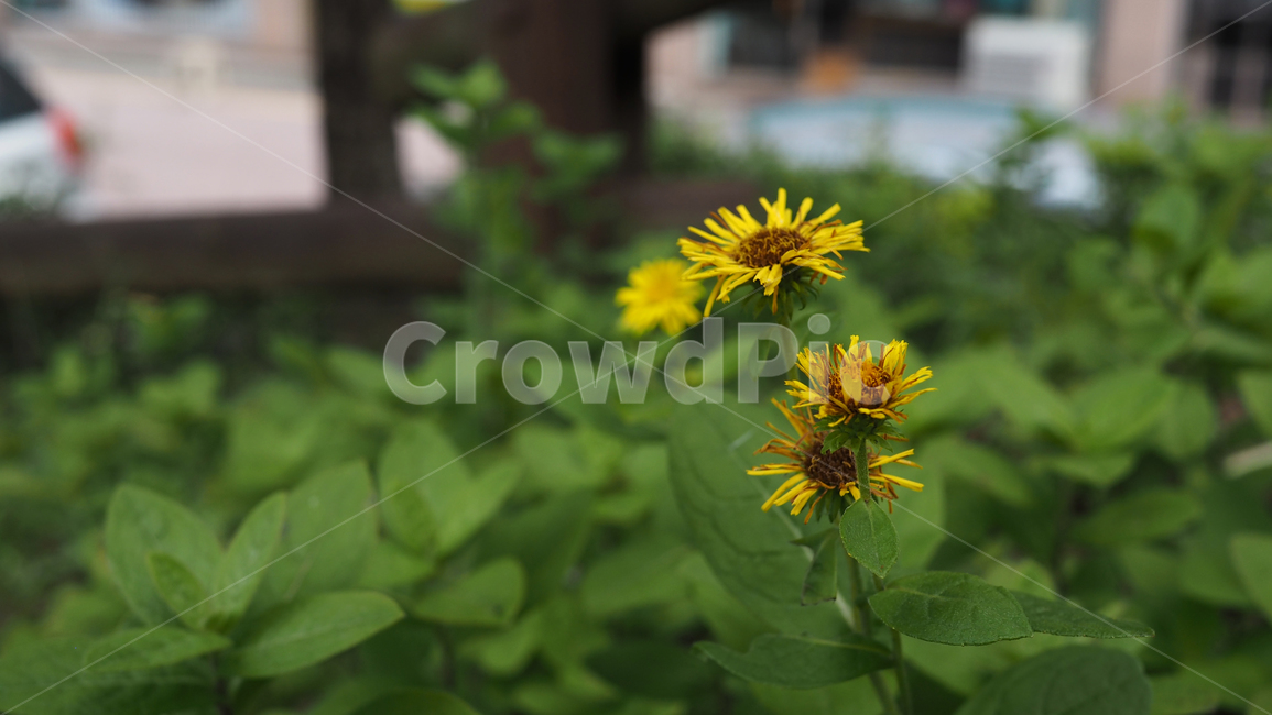 야생화,꽃,야생식물,wildflower,flower,식물,자연,plants,nature,꽃,flower