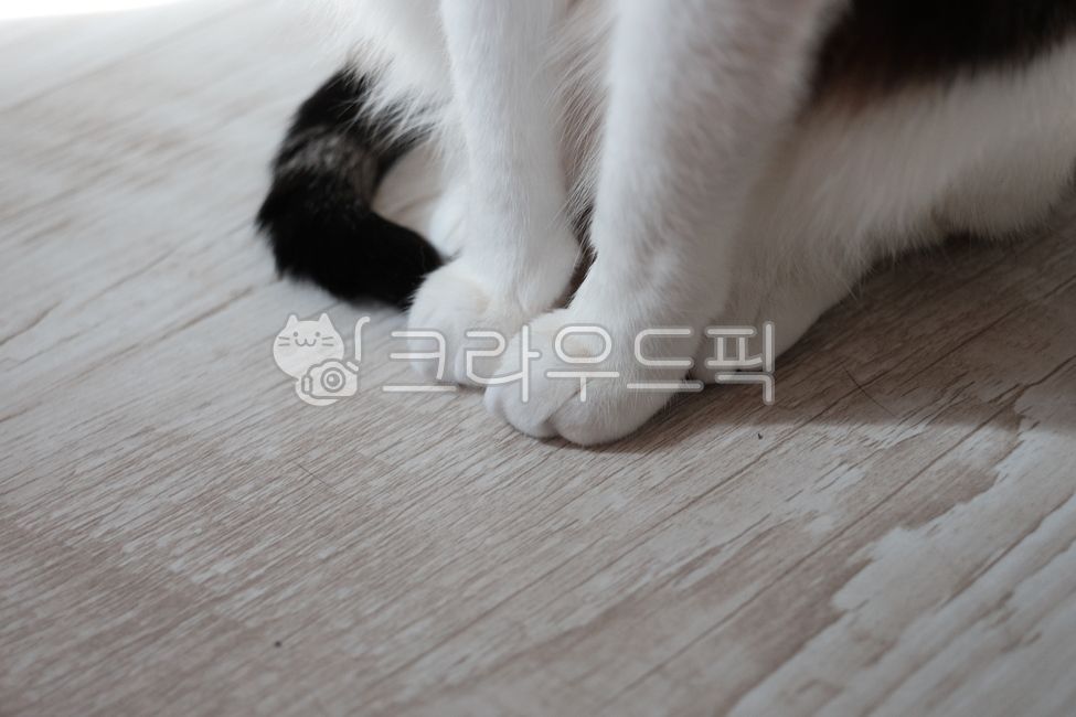 flooring,cats paw,cat,floor,cat hand