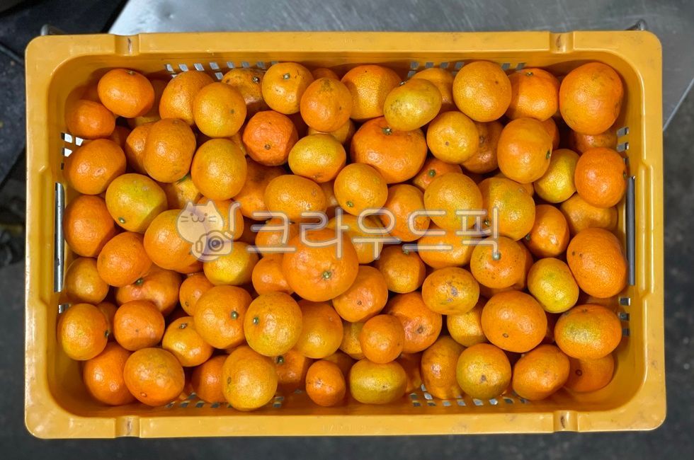 citrusfruit,citrus fruits,fruit,Contenna,tangerines