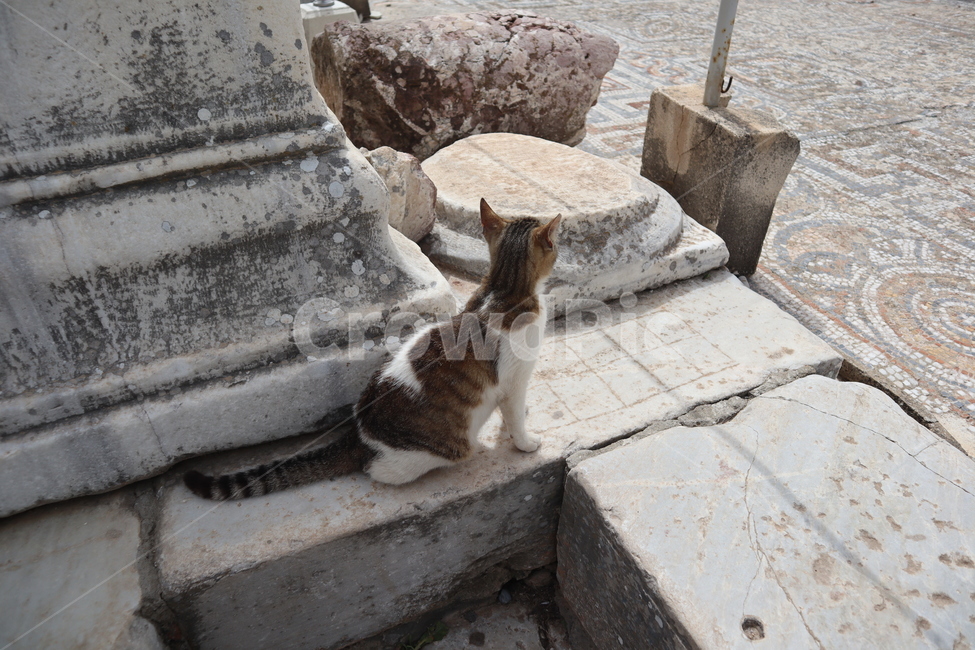 고양이,길고양이,동물,아기고양이,cat,kitten,animal,동물,animal,포유류,mammal,고양이,cat,kitten,kitty