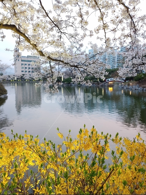 김천,연화지,벚꽃,호수,벚꽃놀이