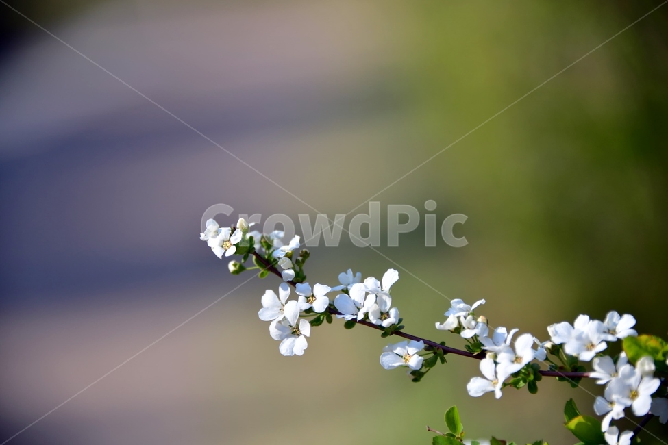 꽃,plant,식물,흰색,연두