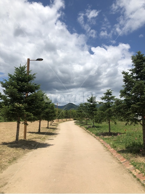 tree,나무,plant,식물,fir,전나무,abies,아비,road,도로,여름,날씨,구름,자연,풍경,nature,landscape