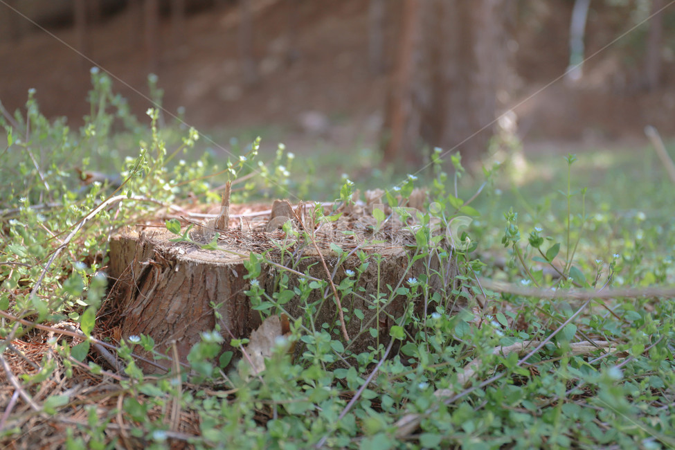 나무,나무밑둥,잔디,자연,식물,풀,나무절단,tree,plant,grass,nature,treetrunk,식물,자연,plants,nature