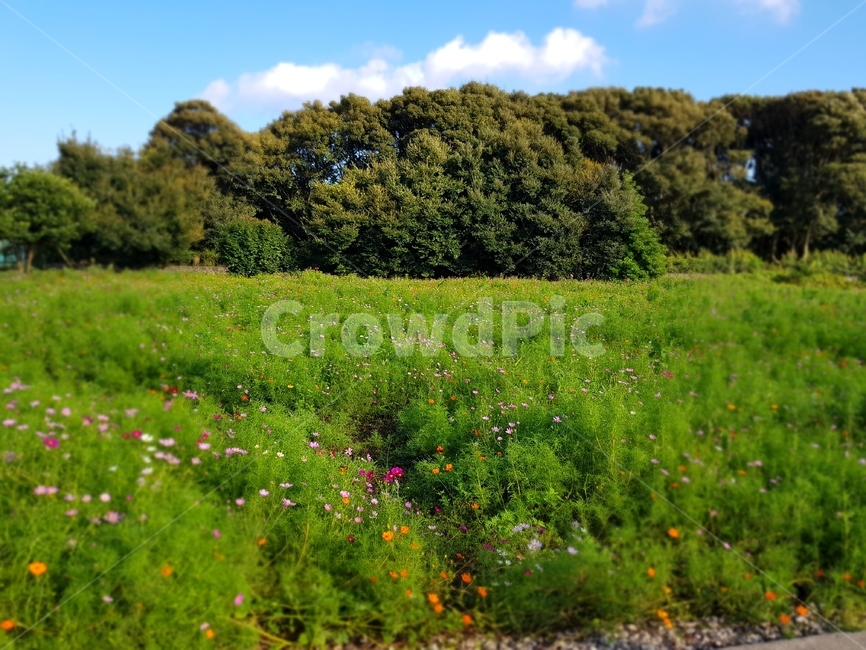 nature,푸른하늘,outdoors,식물,plant,꾳