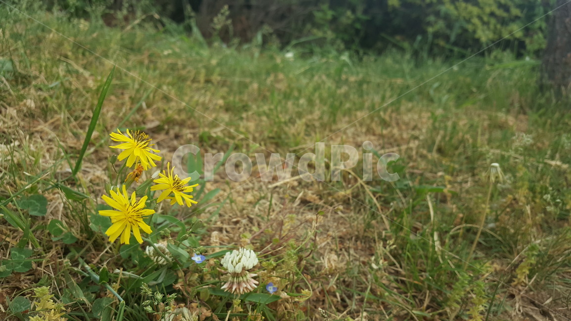 노란꽃,풀밭,풀,수수한,노란색,yellow,flowers,배경,바탕,자연,식물,nature,plant,예쁜,초록색