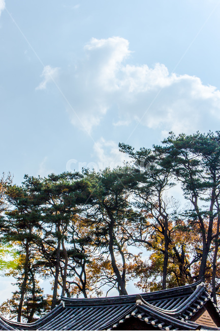 선,가을,기와,전통,문호유산,한국전통,한국문화,korean traditional,korean culture,식물,자연,plants,nature,나무,trees,wood,건축물,건물외관,exterior,building,structure,architecture,construction