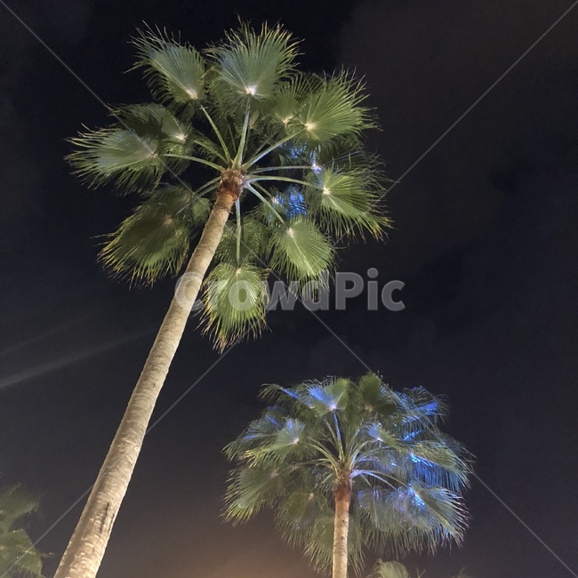 tree,나무,식물,plant,arecaceae,palmtree,야자수
