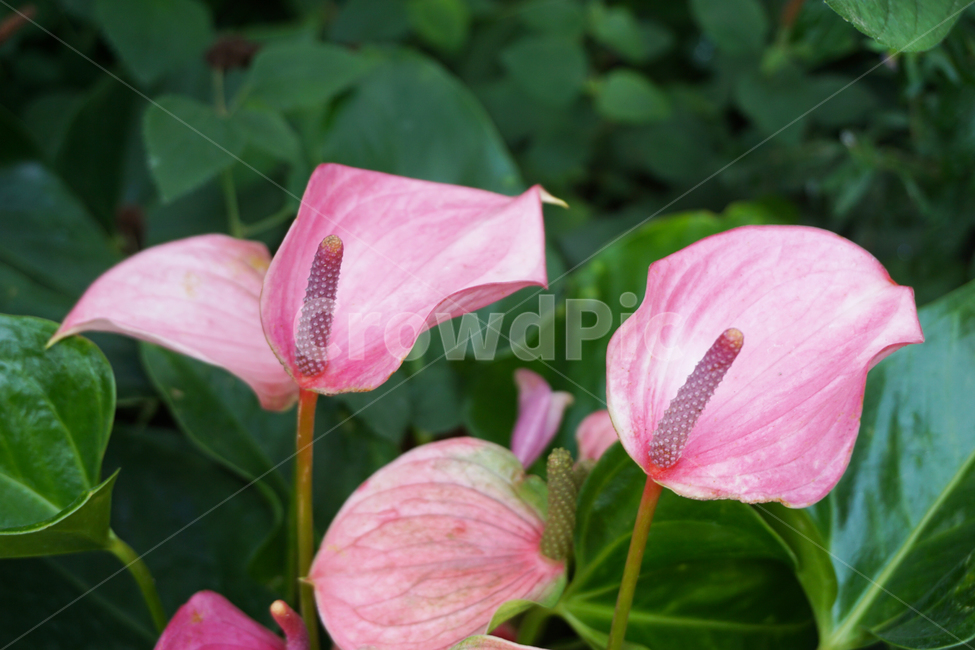 안스리움,안스리움로얄핑크,핑크,꽃,flower,pinkflower,열대식물,식물,plant,blossom,anthurium,열대꽃,꽃잎,플라밍고꽃,플라밍고식물,hotpink,핫핑크,비비드,분홍색,분홍