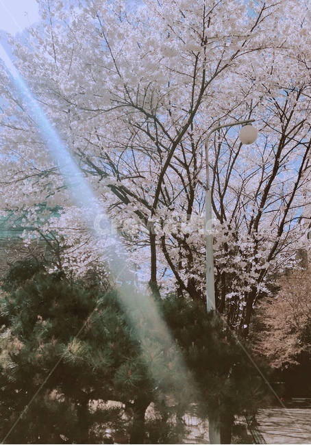 자연,nature,벚꽃,햇살,나무,봄
