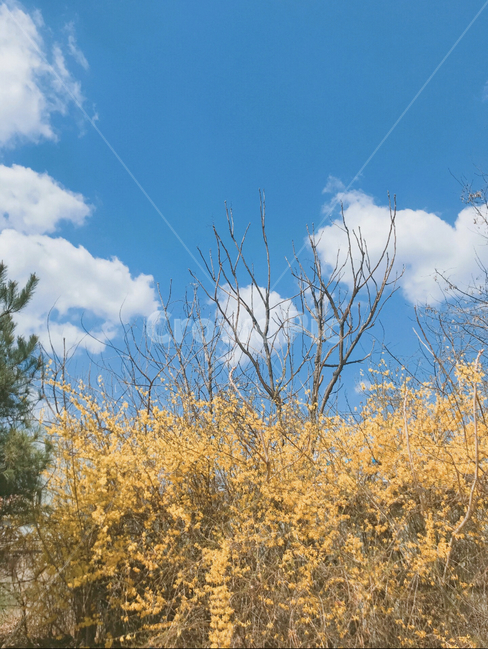 푸른,개나리,노랑,파랑노랑,꽃,봄,봄꽃,시원한하늘,tree,나무,plant,식물,푸른하늘,파란하늘