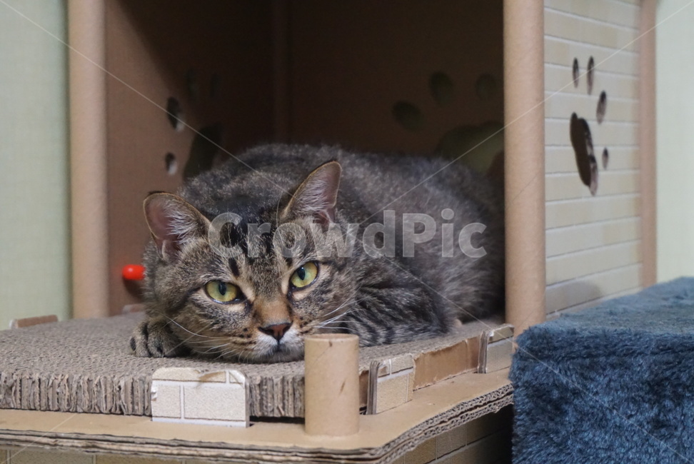 고양이,냥이,코숏,코숏고등어,누워있는고양이,쉬고있는냥,쉬는냥이,쉬는중